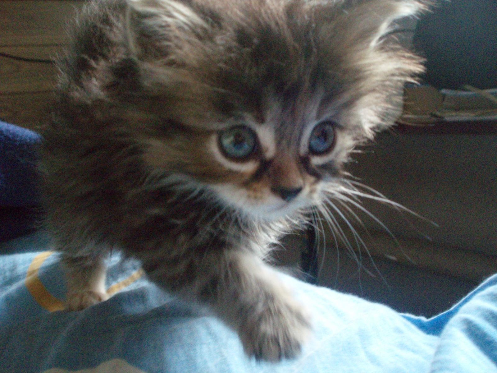 Фото В снегу и за рулем: в Новосибирске опубликовано свыше 50 фото милых питомцев к Дню кошек 44 - Сиб.ФМ Фото В снегу и за рулем: в Новосибирске опубликовано свыше 50 фото милых питомцев к Дню кошек 44